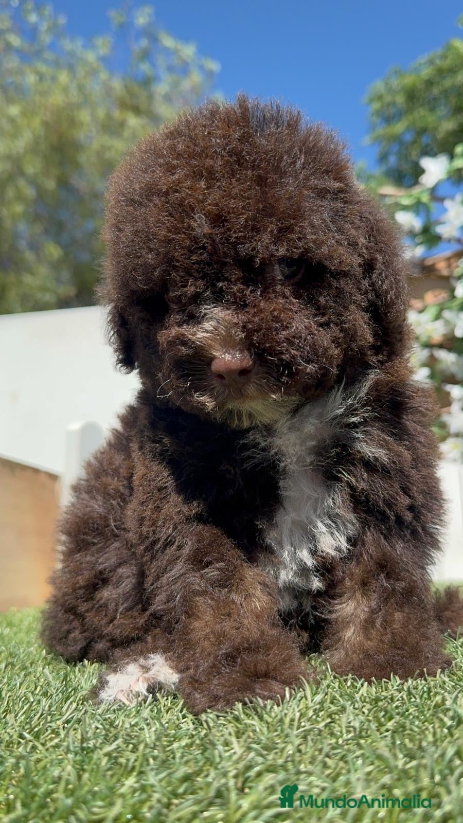 Perro de Agua Español perros en venta: PERRO DE AGUA ESPAÑOL - Anuncio 11