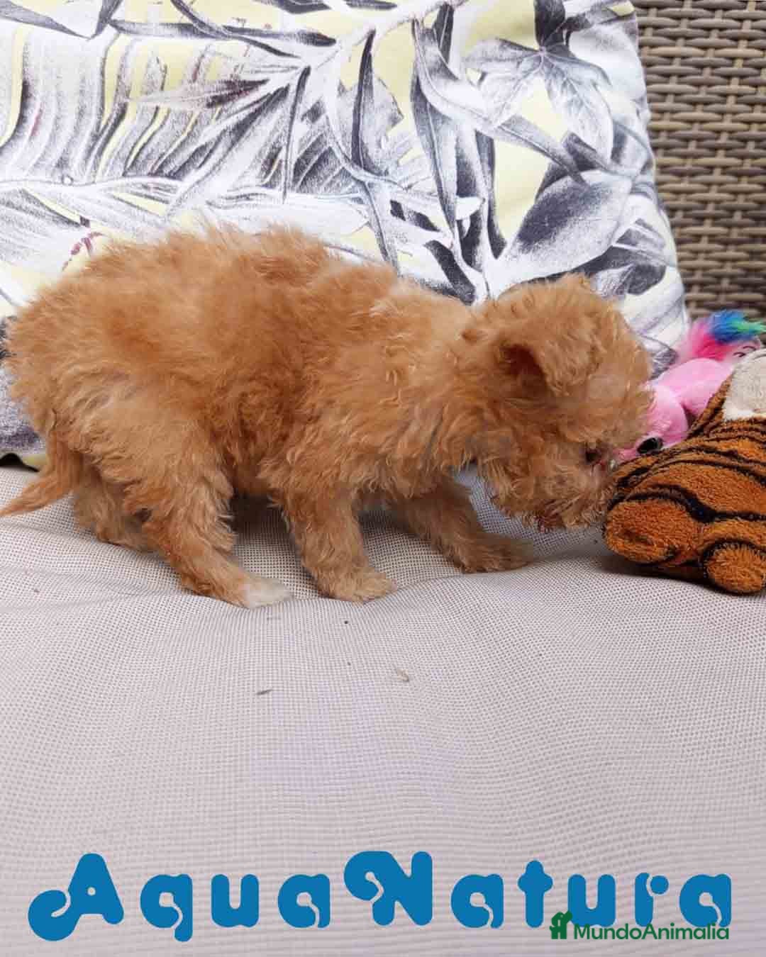 Caniche Toy perros en venta:  Caniche Hembra 2 de Estela y King AQUANATURA - Imagen 5