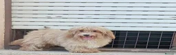 Maltipoo perros en venta: Maltipoo - Anuncio 10