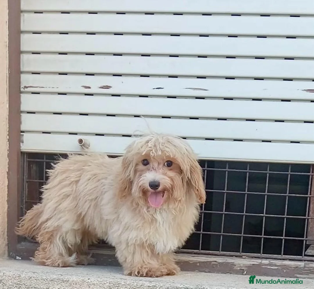 Maltipoo perros en venta: Maltipoo - Anuncio 10