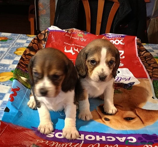 Beagle perros Cachorros de Beagle una maravilla - Anuncio 2