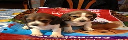 Beagle perros en venta: Cachorros de Beagle una maravilla - Anuncio 1
