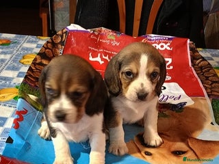Beagle perros Cachorros de Beagle una maravilla - Anuncio 2