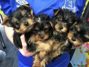 Yorkshire Terrier perros yorkshire mini - Anuncio 40