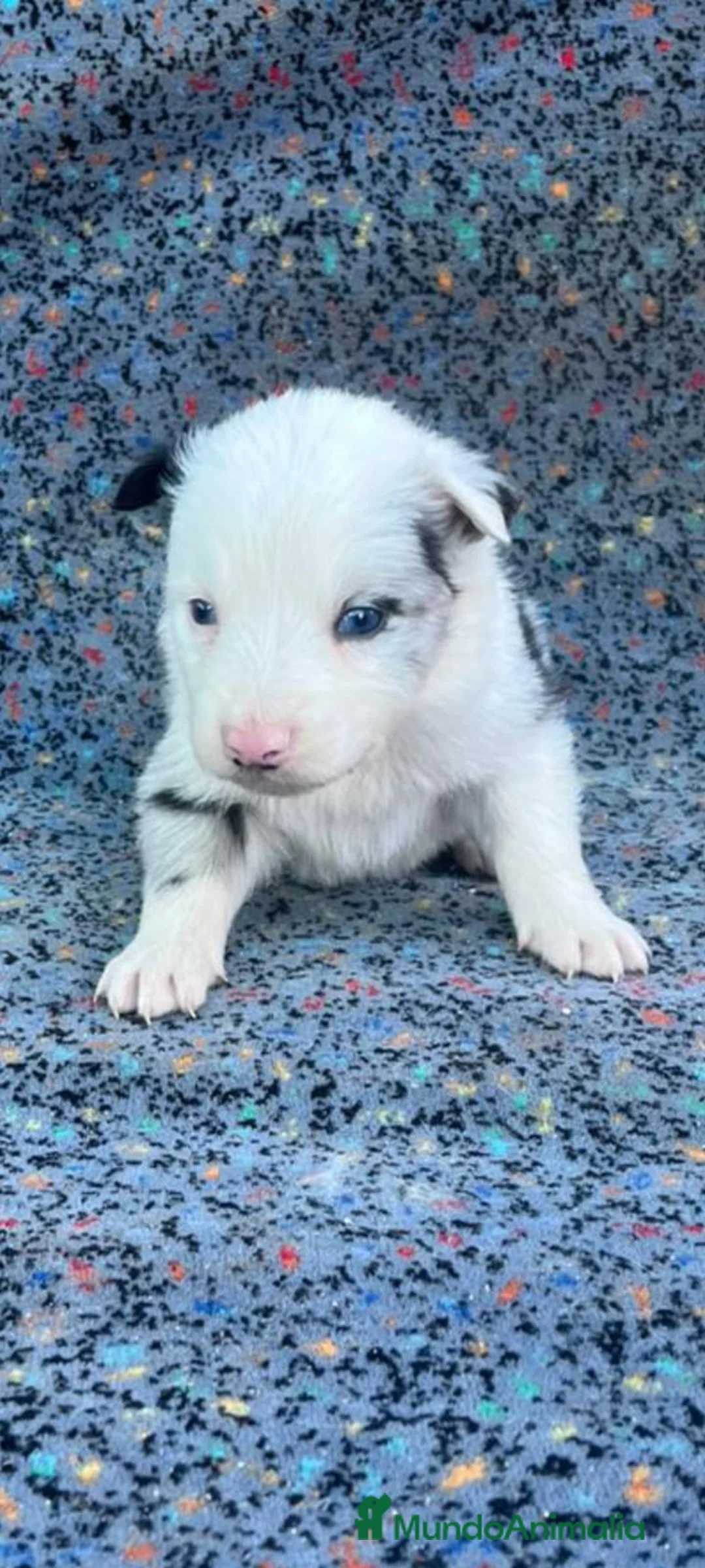 Border Collie perros en venta: Border collie  - Anuncio 6