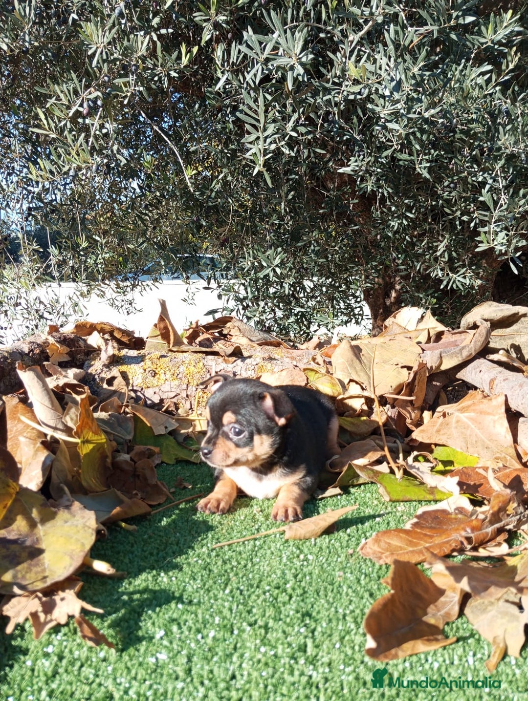 Chihuahua perros en venta: CHIHUAHUAS toy cabeza de manzana - Anuncio 11