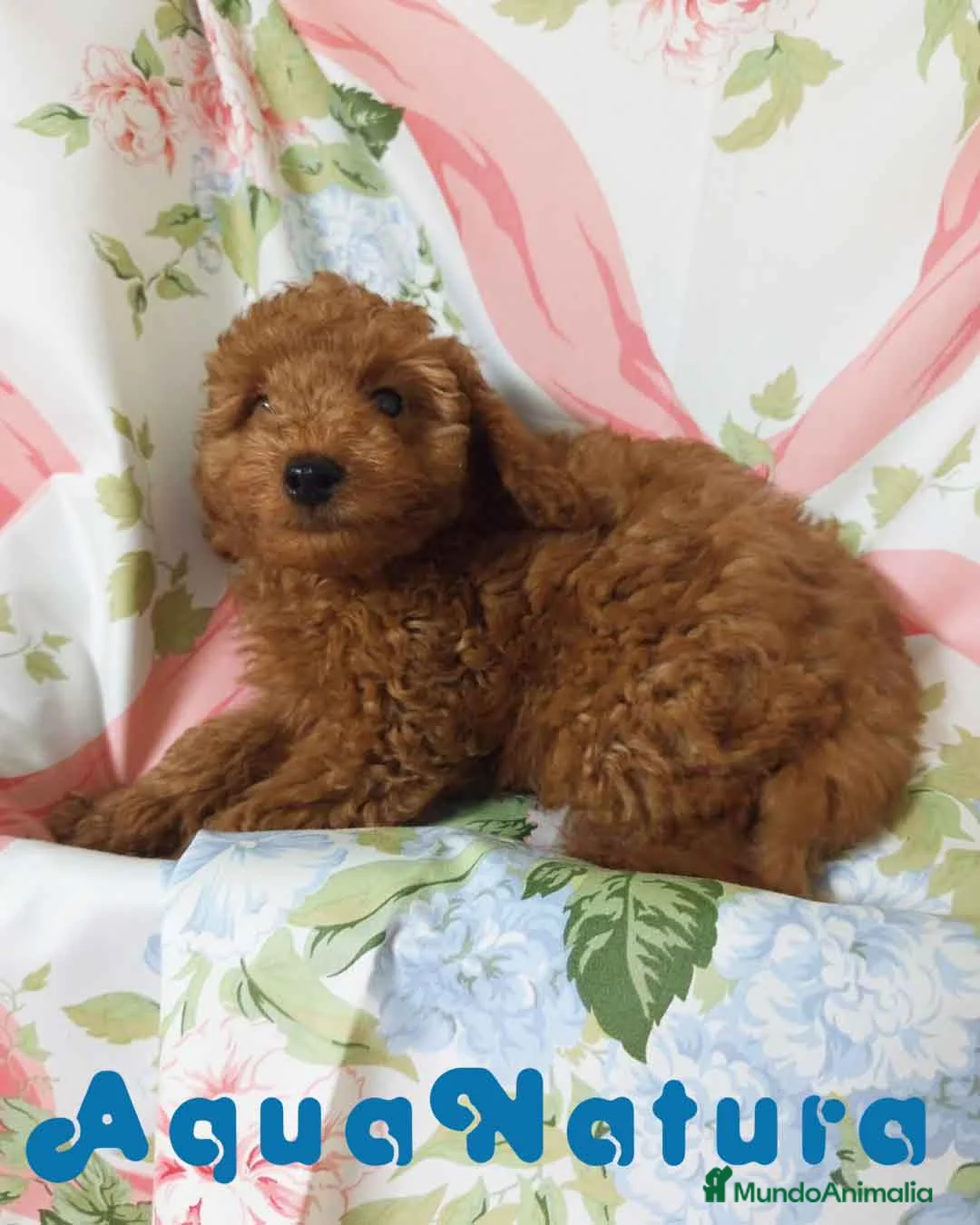 Caniche Toy perros en venta: Caniche Macho 7350 AQUANATURA en Barcelona - Anuncio 4