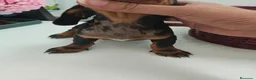 Teckel Miniatura perros en venta: Teckel miniatura  - Anuncio 5