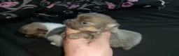 Pomerania perros en venta: ✨ Pareja de maltipom no envío recoger en Córdoba  - Anuncio 3