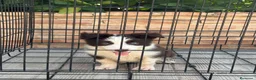Border Collie perros en venta: Cachorro Border collie ojos azules  - Anuncio 5