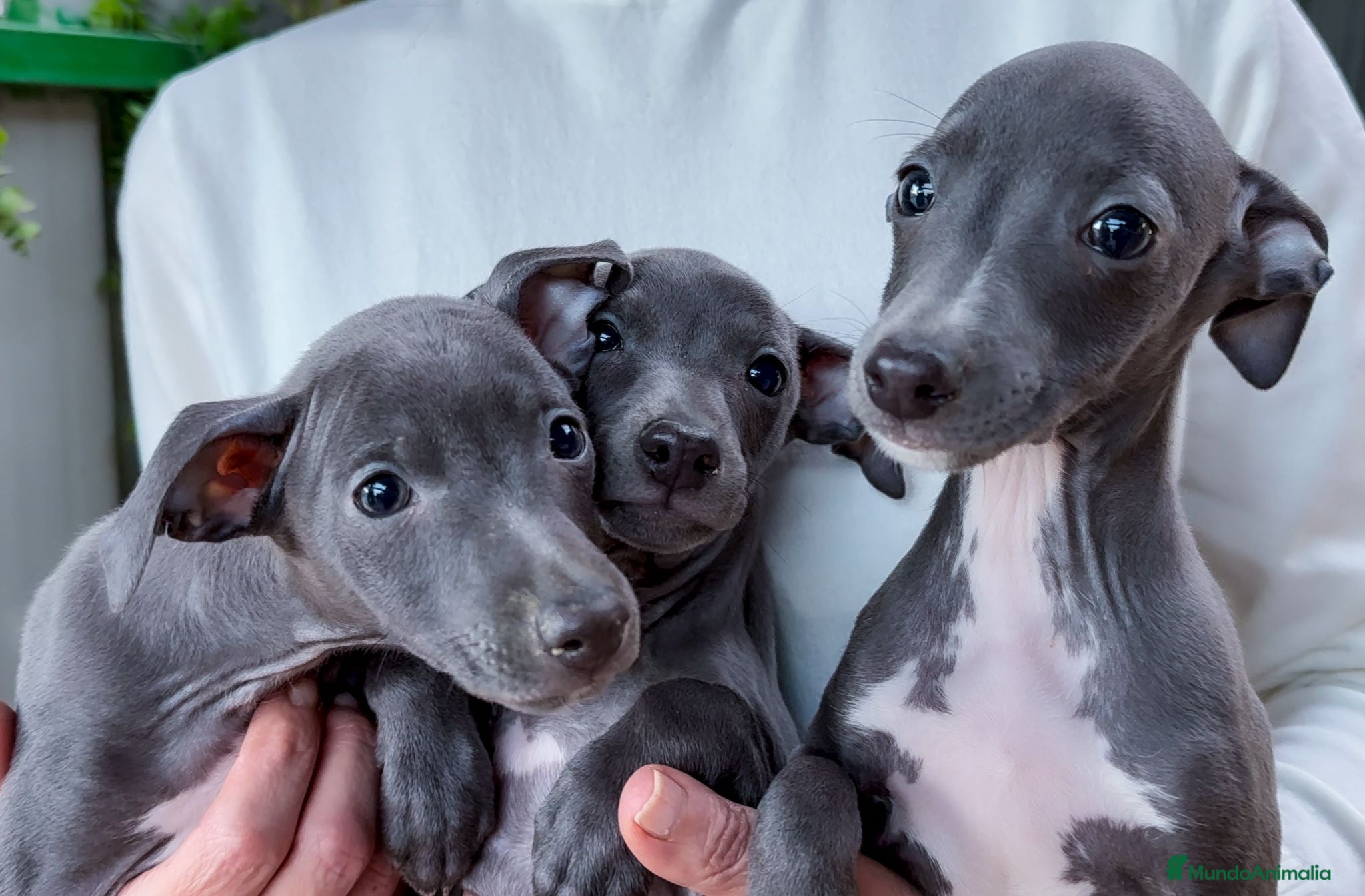 Pequeño Lebrel Italiano perros Pequeño Lebrel Italiano Piccolo - Anuncio 2