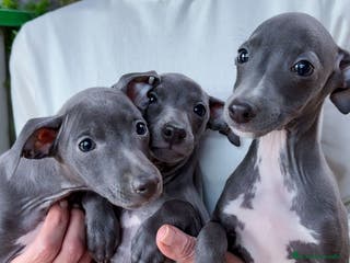 Pequeño Lebrel Italiano perros Pequeño Lebrel Italiano Piccolo - Anuncio 4