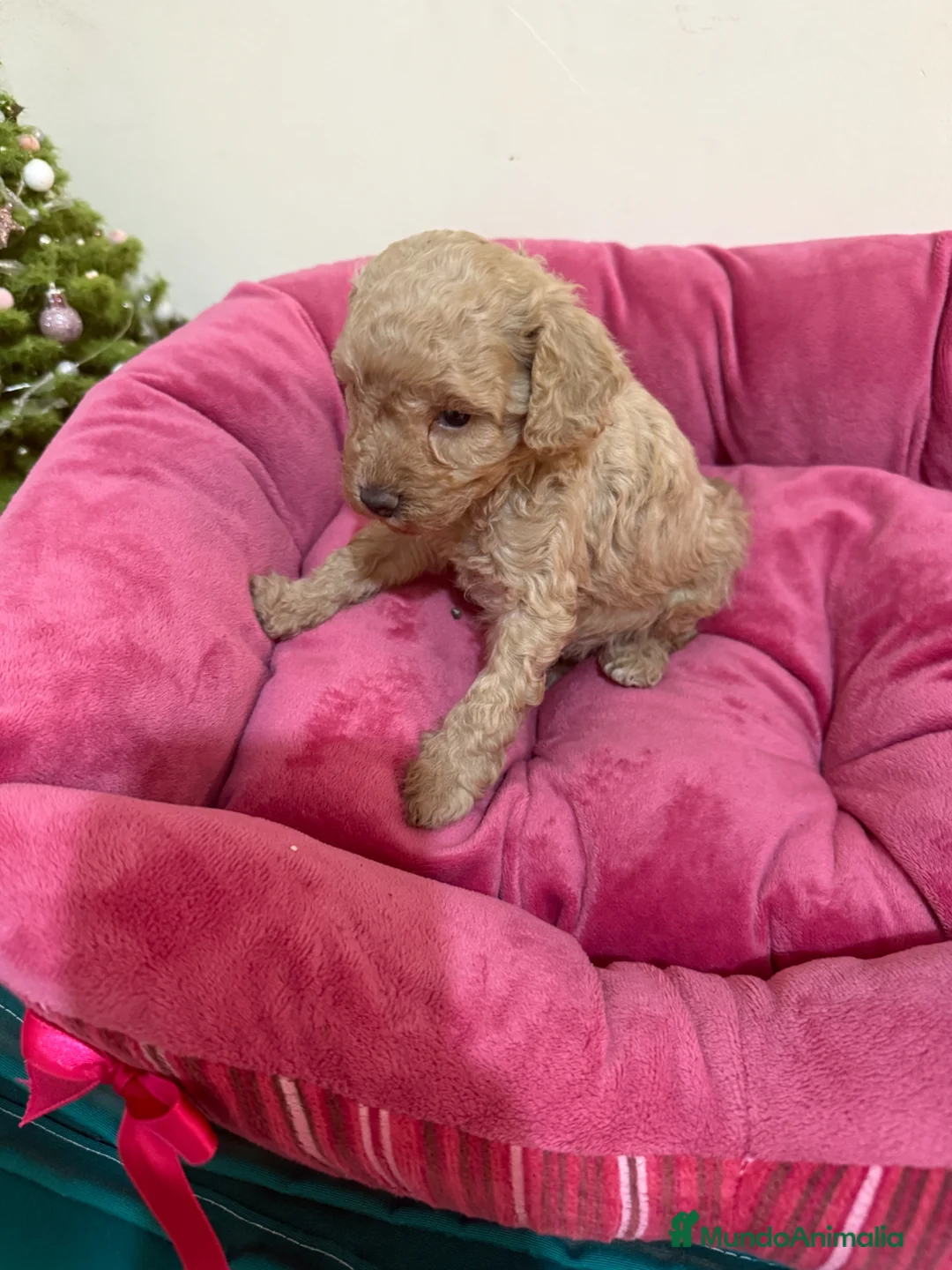 Imagen de galería {{count}}