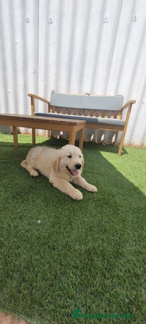 Golden Retriever perros - Anuncio 3