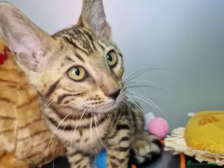 Bengalí gatos Bengali Hembra 4611 AQUANATURA - Anuncio 16