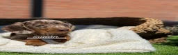 Teckel Miniatura perros en venta: TECKEL ARLEQUIN - Anuncio 2