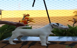 Fox Terrier de Pelo Liso perros en venta: Cachorros de fox Terrier  - Imagen 6