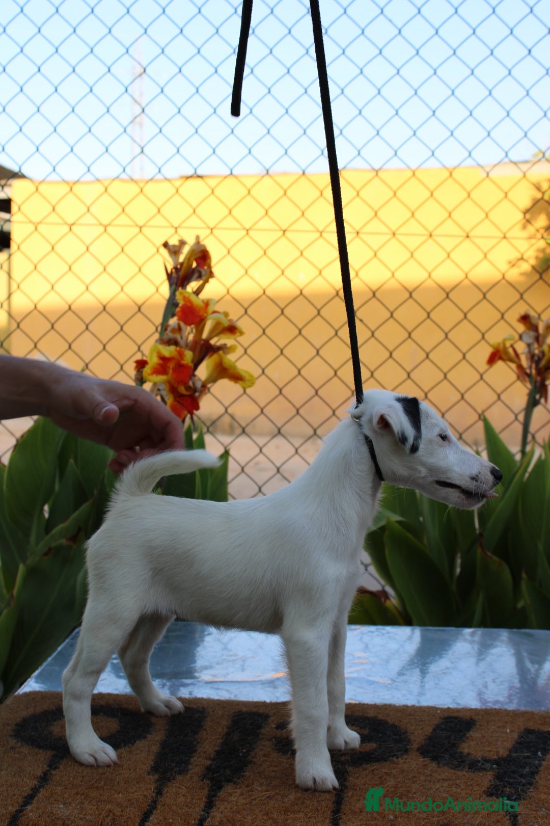 Fox Terrier de Pelo Liso perros en venta: Cachorros de fox Terrier  - Imagen 6