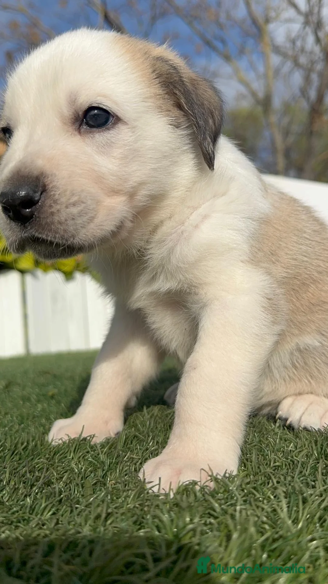 Mastín Español perros en venta: MASTIN ESPAÑOL  - Anuncio 6