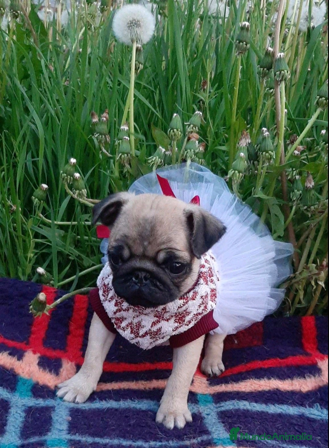Carlino - Pug perros en venta: Hembra Carlino Pug en Alicante - Imagen 3