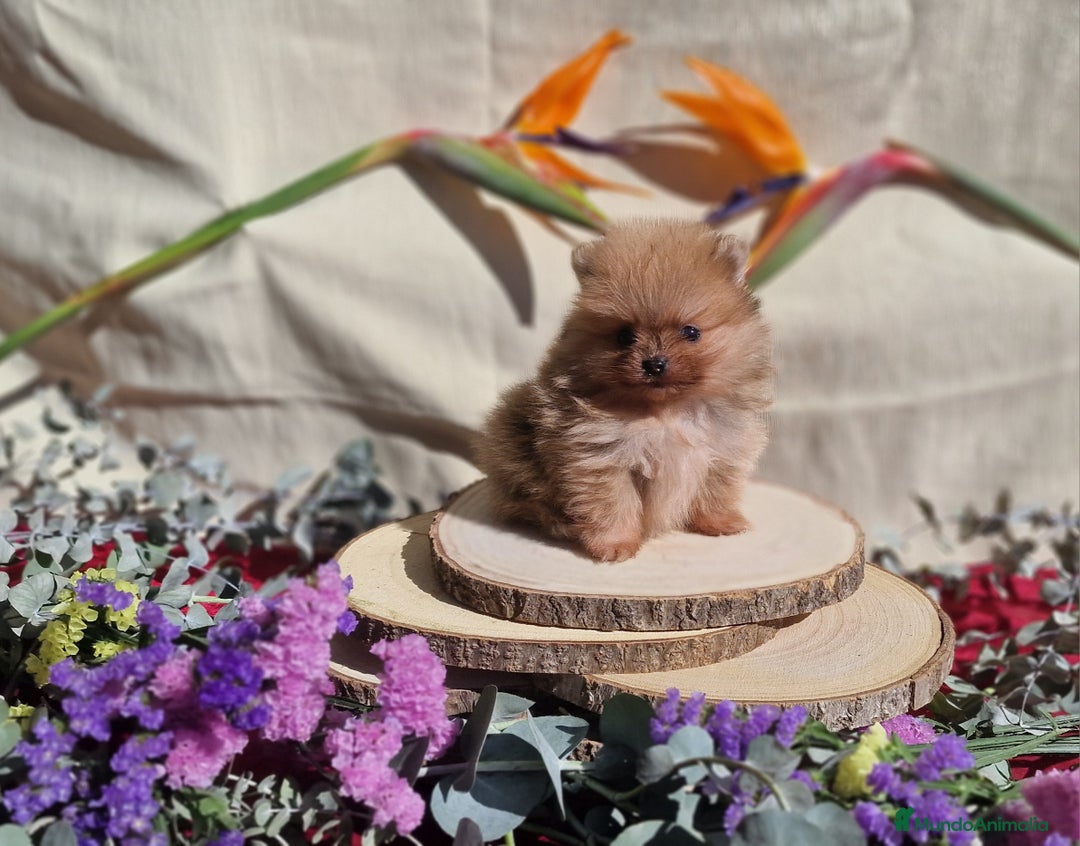 Pomerania perros en venta: Pomeranias toy - Anuncio 4