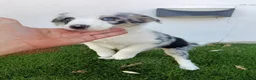 Border Collie perros en venta: Machitos de Border Collie Ojos Azules - Anuncio 2