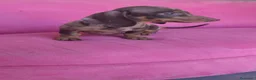 Teckel Miniatura perros en venta: Teckel Kanichen hembra Arlequín chocolate 🍫 - Anuncio 2