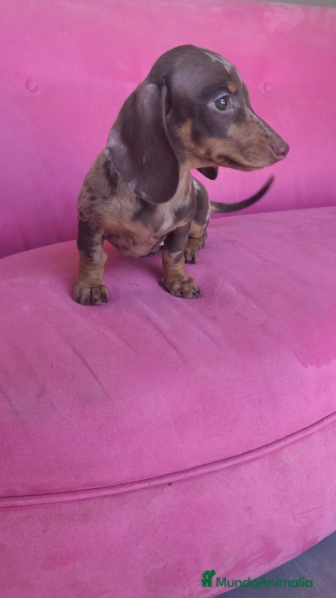 Teckel Miniatura perros en venta: Teckel Kanichen hembra Arlequín chocolate 🍫 - Anuncio 2