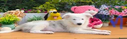 Border Collie perros en venta: Border collie para entregar - Anuncio 2