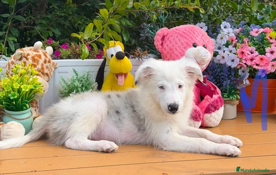 Border Collie perros en venta: Border collie para entregar - Anuncio 2