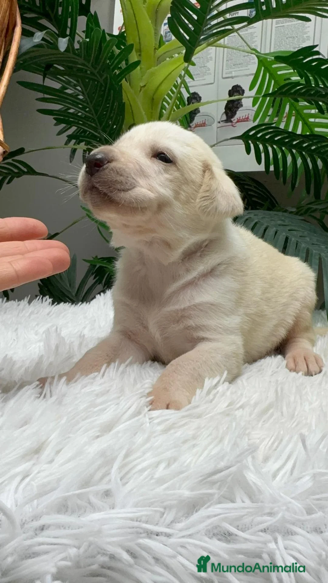 Mastín Español perros en venta: MASTIN ESPAÑOL - Anuncio 9