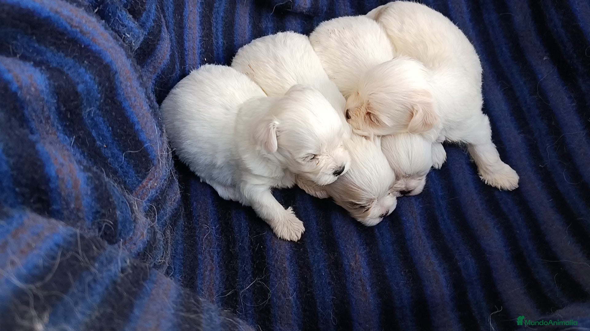Bichón Maltés perros BICHÓN MALTÉS  - Anuncio 1