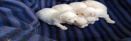 Bichón Maltés perros en venta: BICHÓN MALTÉS  - Anuncio 1