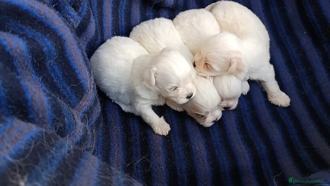 Bichón Maltés perros en venta: BICHÓN MALTÉS  - Anuncio 1