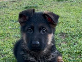 Pastor Alemán perros PASTOR ALEMAN BEBE en Asturias - Anuncio 24