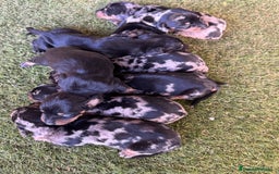 Teckel Miniatura perros en venta: Venta de teckel - Imagen 1