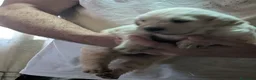 Golden Retriever perros en venta: Golden retriever  - Anuncio 8