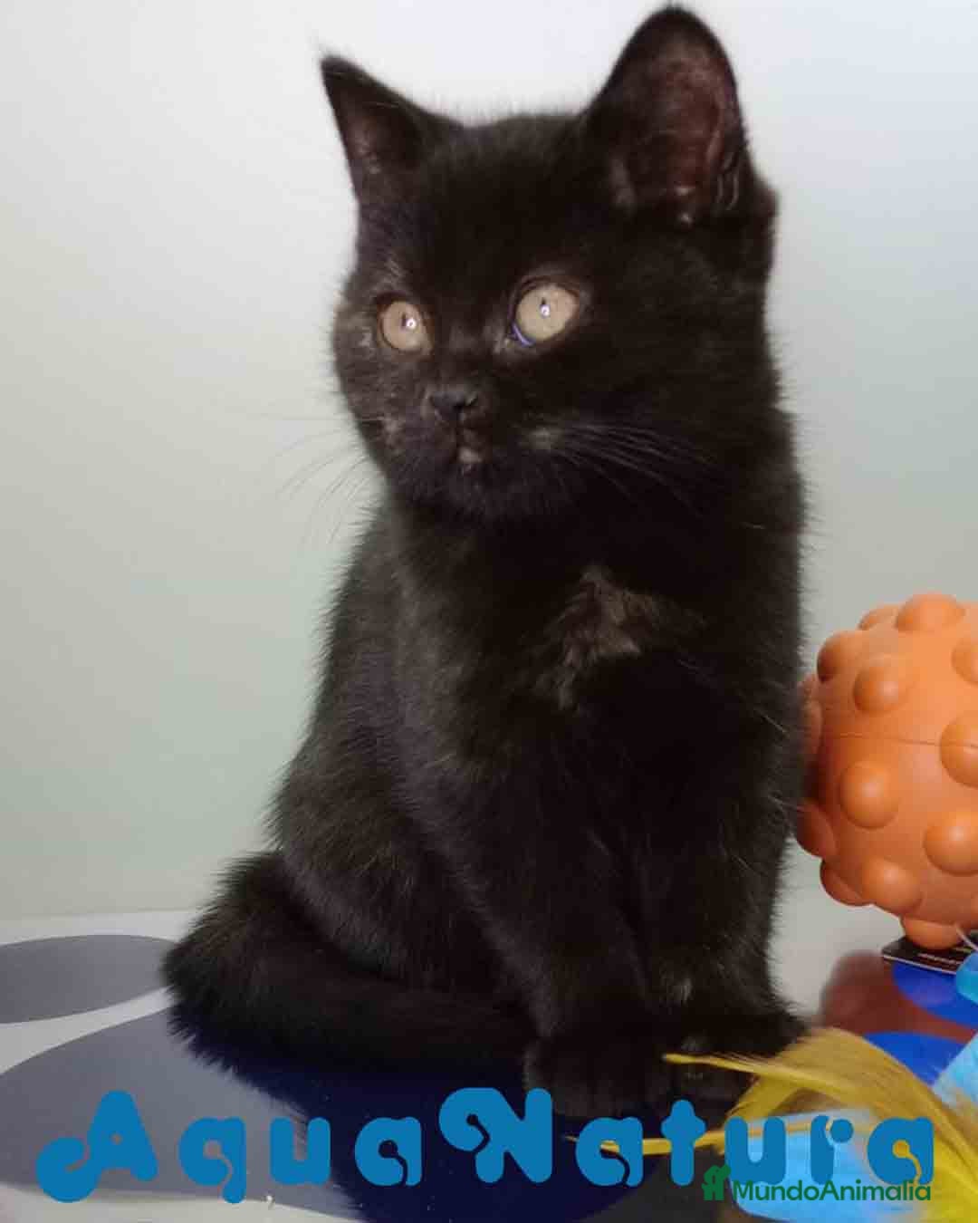 Británico de Pelo Corto gatos en venta: British Hembra 7790 AQUANATURA - Anuncio 7