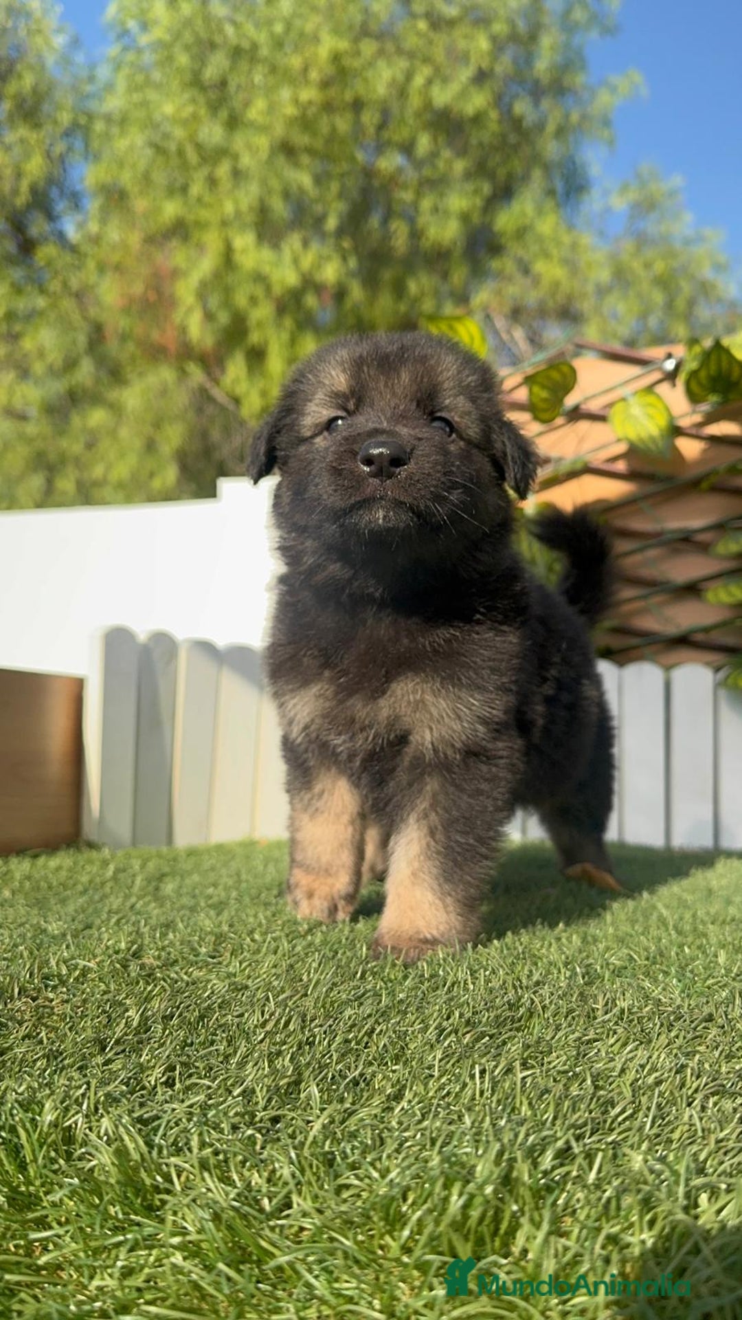 Pastor Alemán perros en venta: PASTOR ALEMAN - Imagen 14