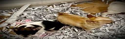 Chihuahua perros en venta: Cachorros de Chihuahuas en Caraby - Anuncio 10