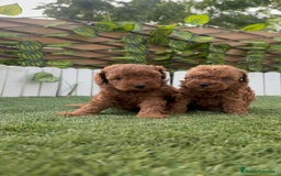 Caniche Toy perros en venta: CANICHE TOY - Imagen 15