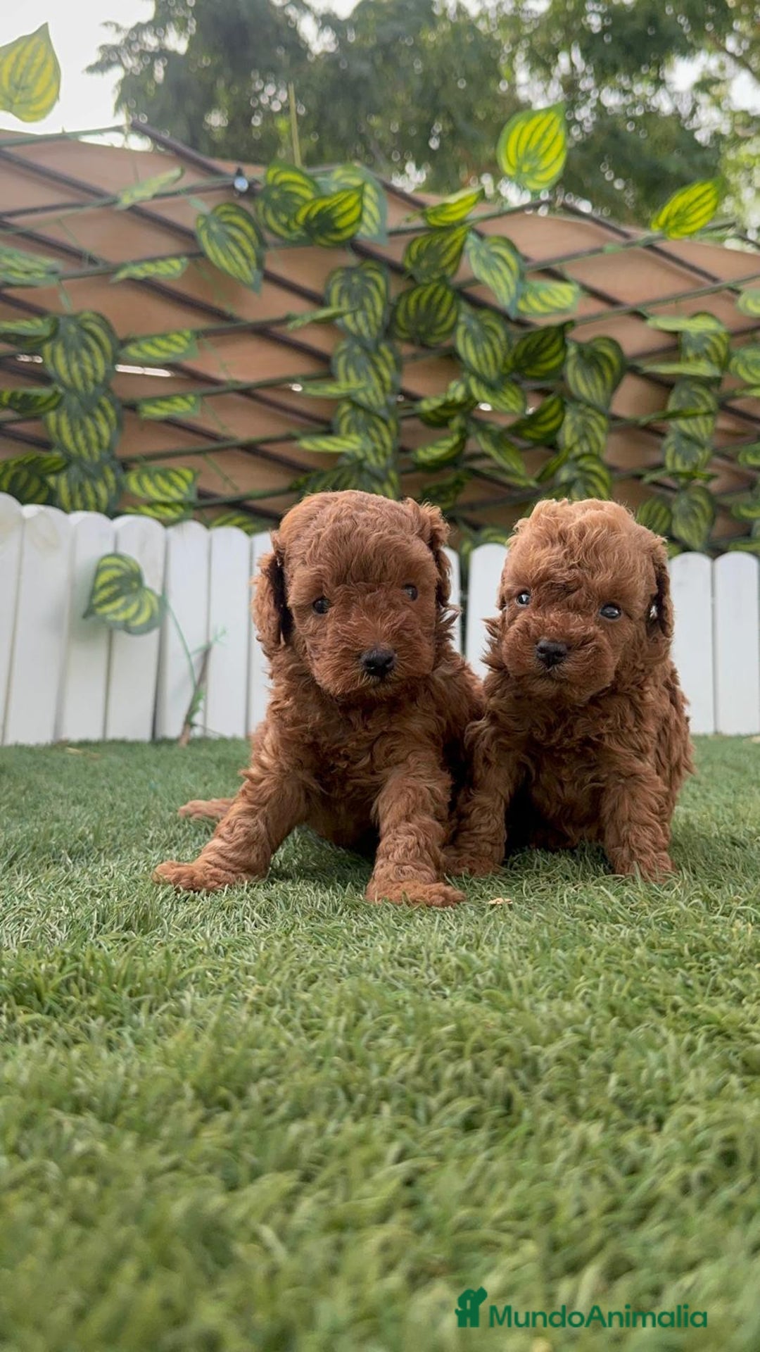 Caniche Toy perros en venta: CANICHE TOY - Imagen 15