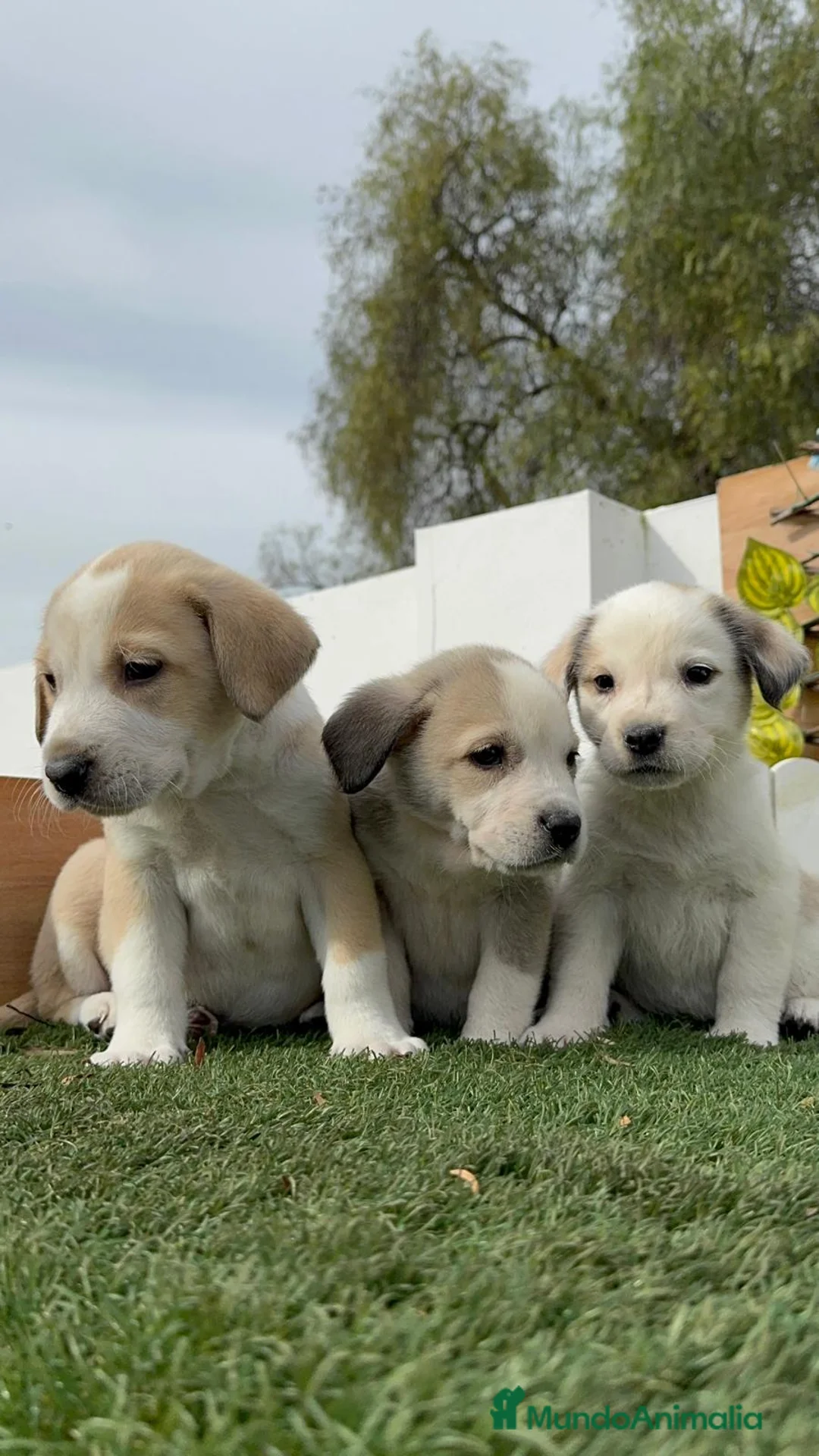 Mastín Español perros en venta: MASTIN ESPAÑOL HEMBRAS - Anuncio 22