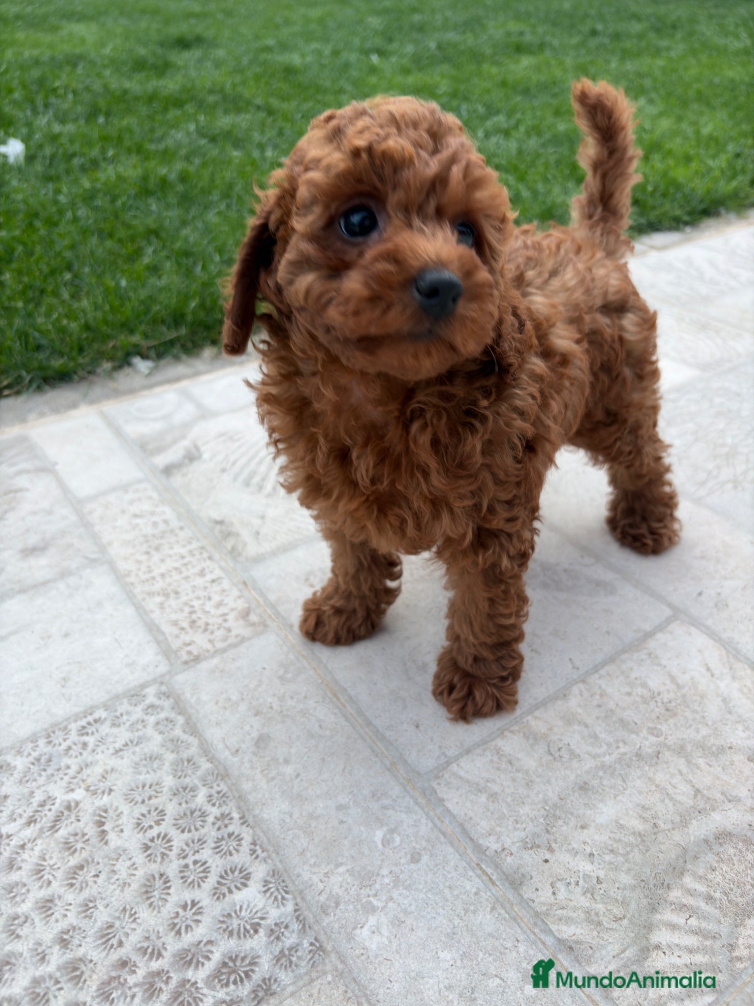 Caniche Toy perros Caniche Toy  - Anuncio 2