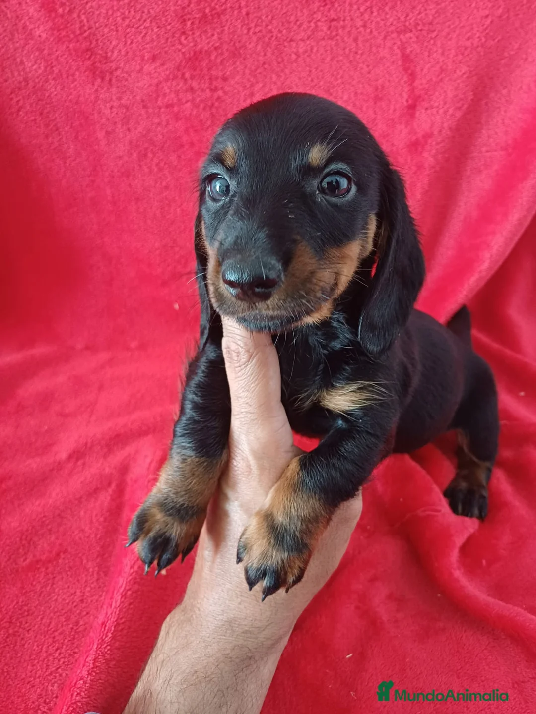 Teckel Miniatura perros en venta: Teckel Mini Negro y Fuego  - Anuncio 1