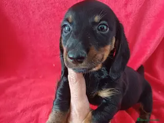 Teckel Miniatura perros Teckel Mini Negro y Fuego - Anuncio 1