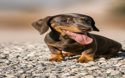 Teckel perros en venta: 🐾 Frisco, Tico y Monchi – Teckel miniatura 🌈 - Imagen 5