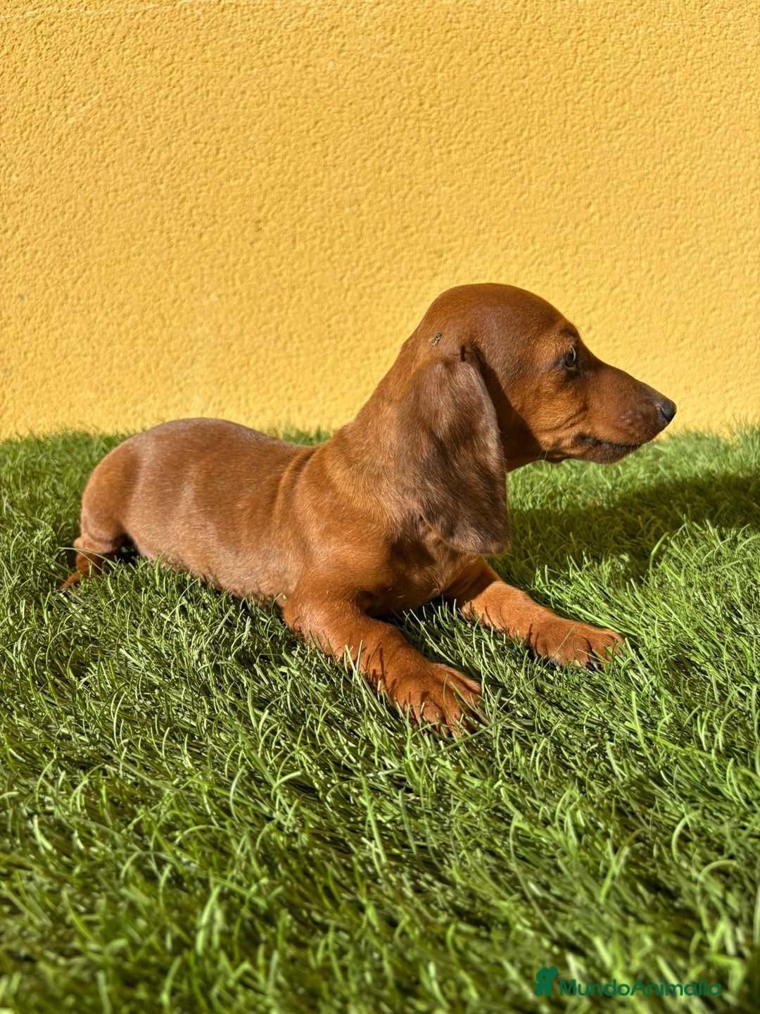 Teckel Miniatura perros en venta: Macho Teckel Miniatura merle chocolate diluido - Imagen 18
