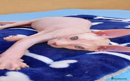 Sphynx gatos en venta: Preciosa hembrita ojos azules  - Imagen 4