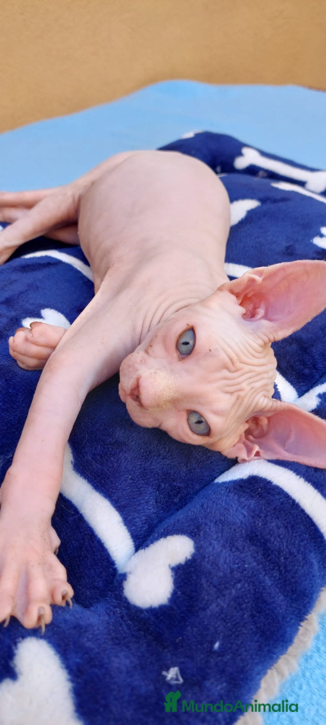 Sphynx gatos en venta: Preciosa hembrita ojos azules  - Imagen 4